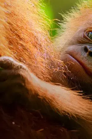 Mùa Ruồi Mùa Ruồi